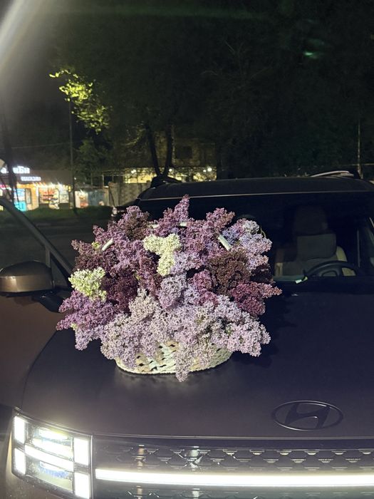 Цветы сирень только получили