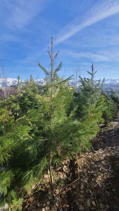 Qarag'ay (Сасна) ko'chatlari sotiladi