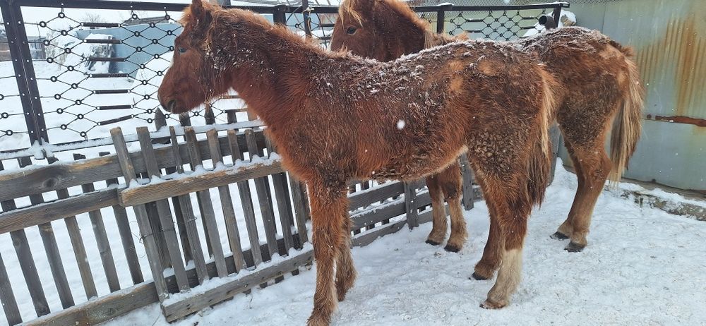 Продам лошадей две головы