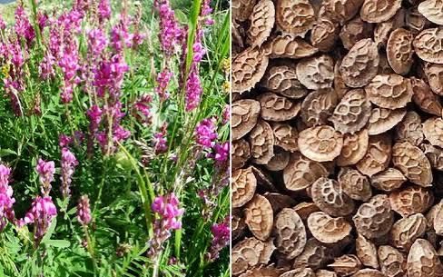 Эспарцет семена чистый