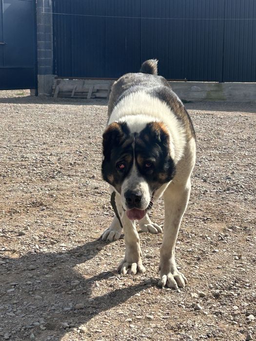 Продам алабай девочка 3 года тяж