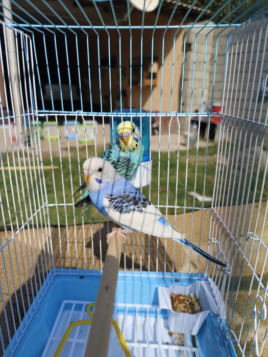 Попугай комплект  волнистый