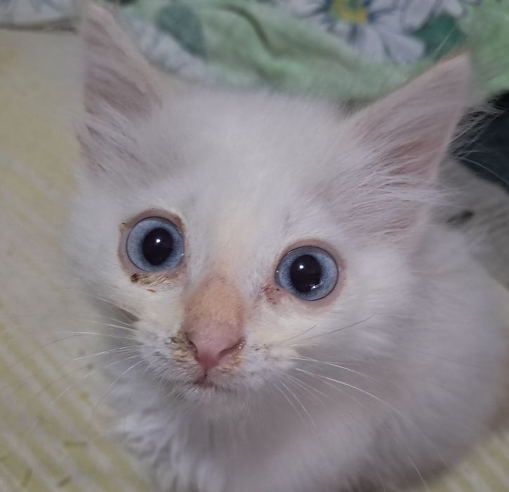 Отдам котёнка мальчика в добрые руки