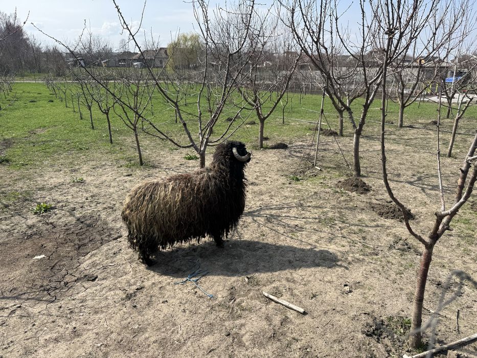Noatin de anul trecut peste 80 kg