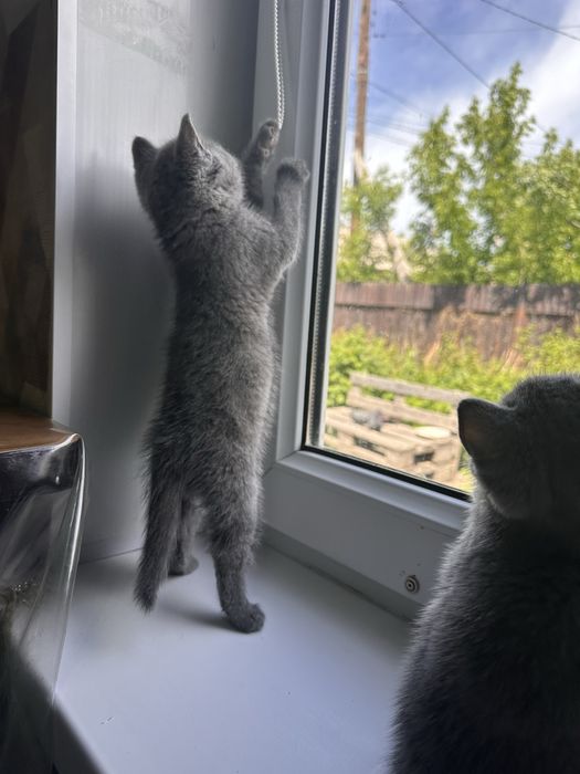 Продам породистых котят