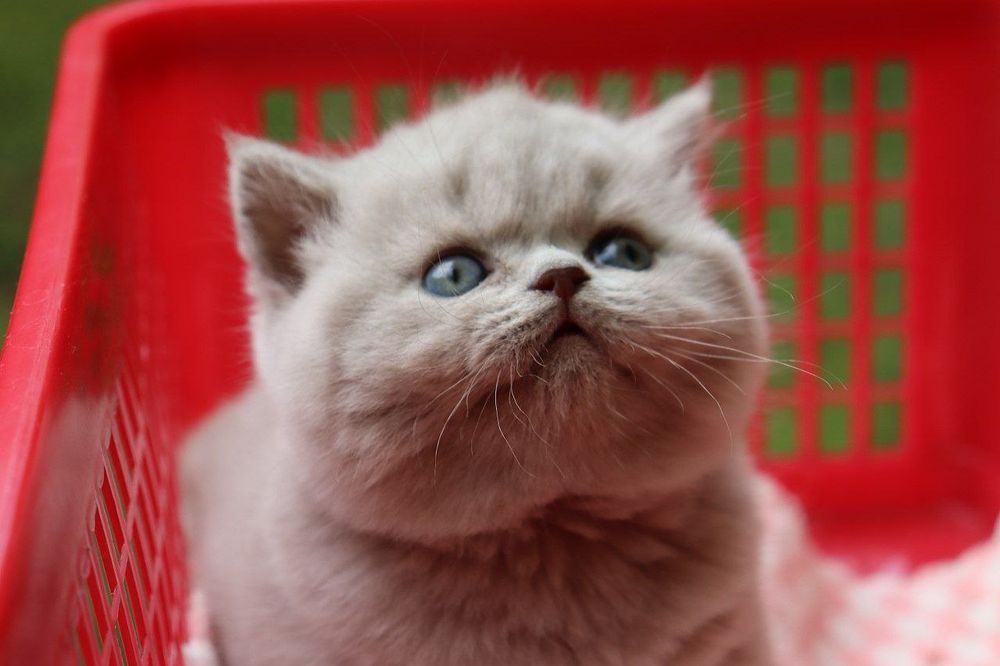 Продаются британские котята