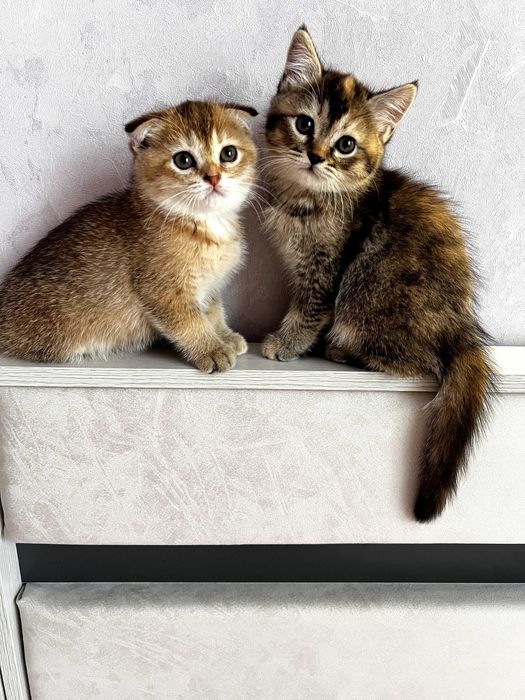 Продаются шотландские котята