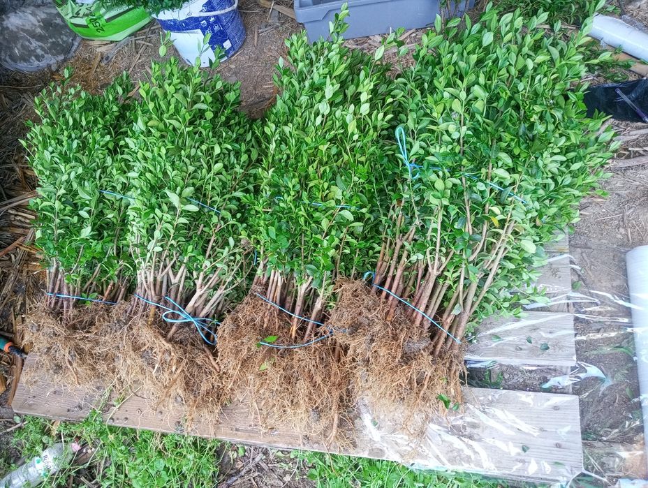 Лигуструм (Ligustrum Ovalifolium)