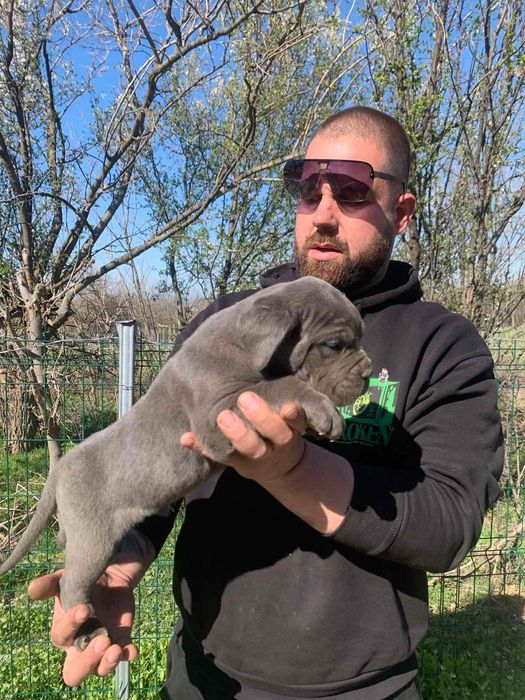 Кане Корсо гр.Харманли - мъжки и женски