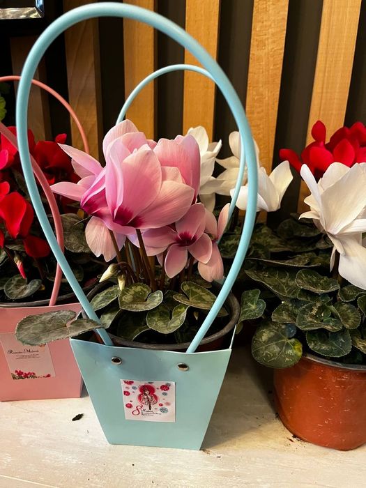 Комнатные цветы цикламен