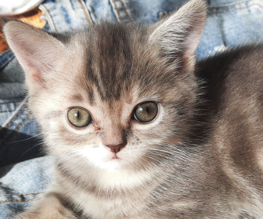 Котята Скоттиш-страйт