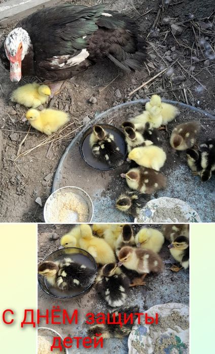 Продам индоутку с утятами 13 шт.