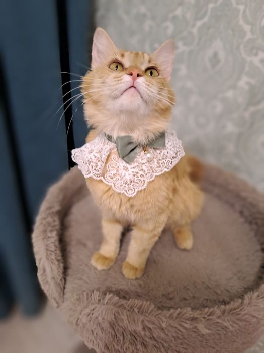 ОТДАМ КОШКУ в добрые руки