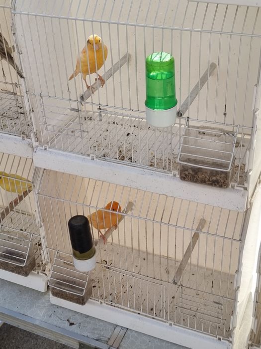 Vând canari  150 perechia