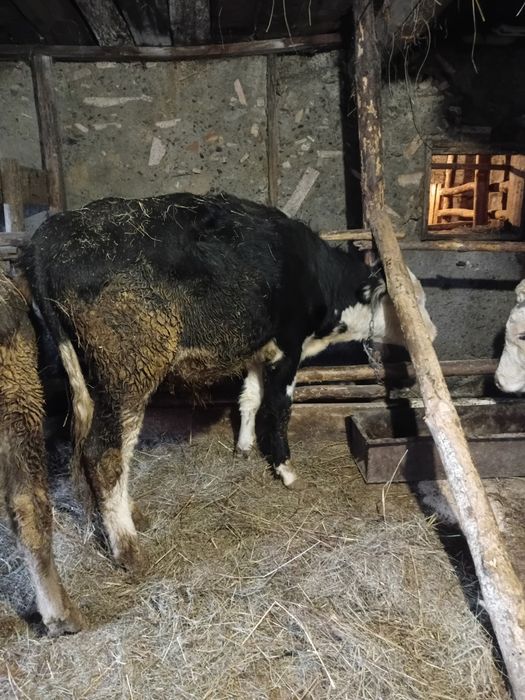 Патсос бұзаулар сатылады