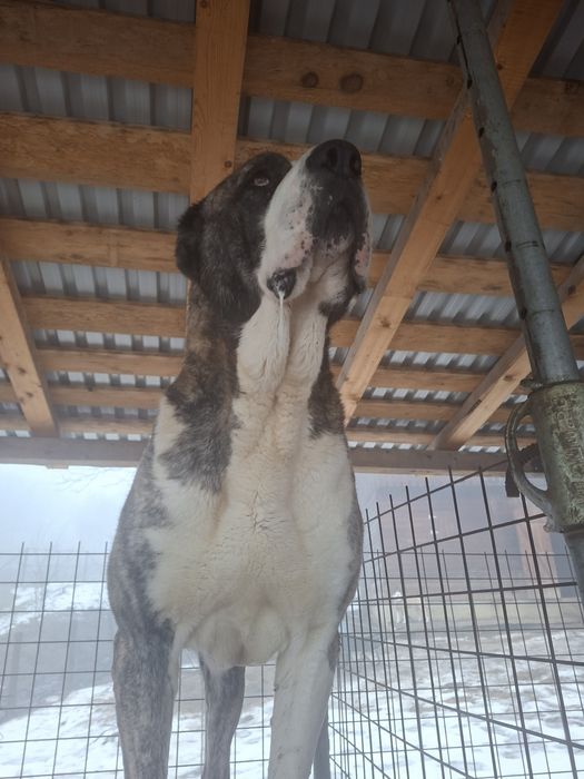 Ciobanesc asia centrala