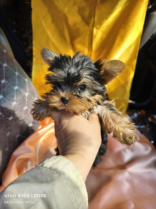 Продам йоркширского терьера.