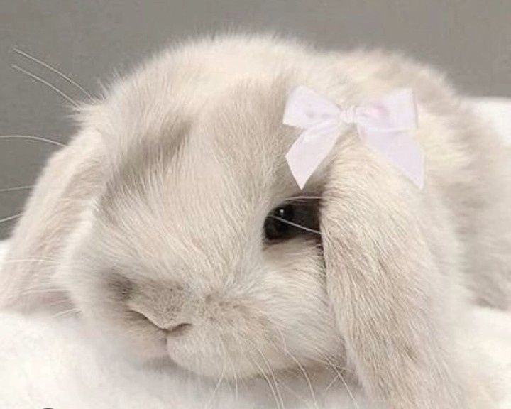 Карликовые кролики