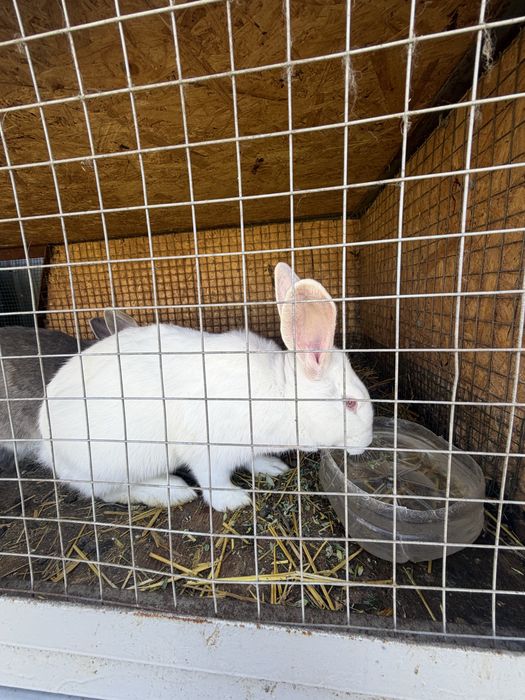 Продаются кролики