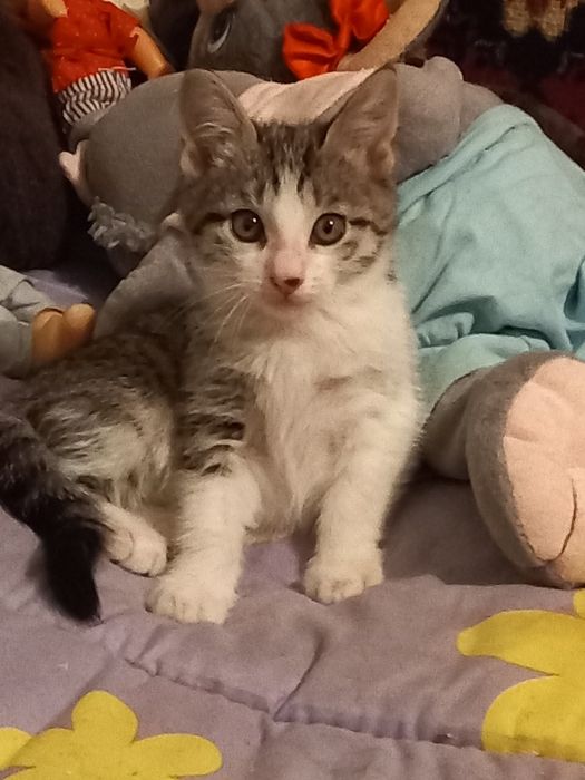 Котёнок.3 месяца.Девочка.