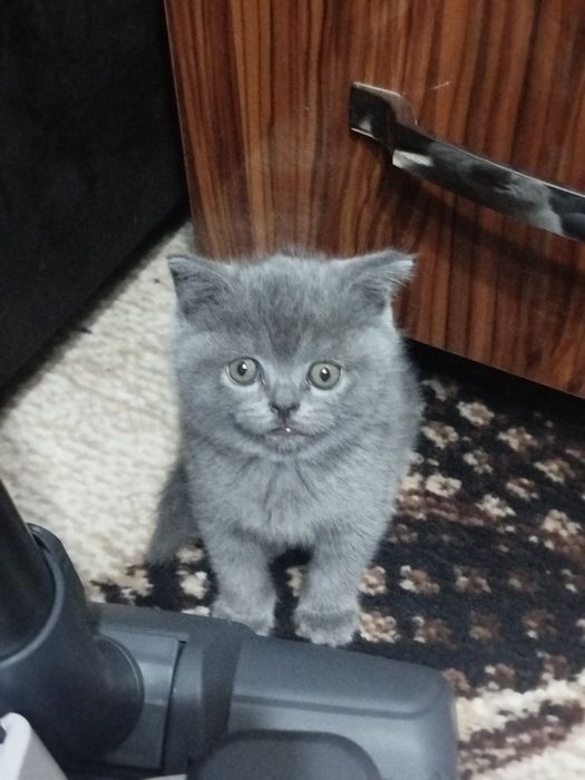 Срочно продается страйт,остался один.