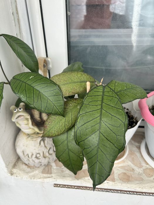 Комнатные цветы и отростки