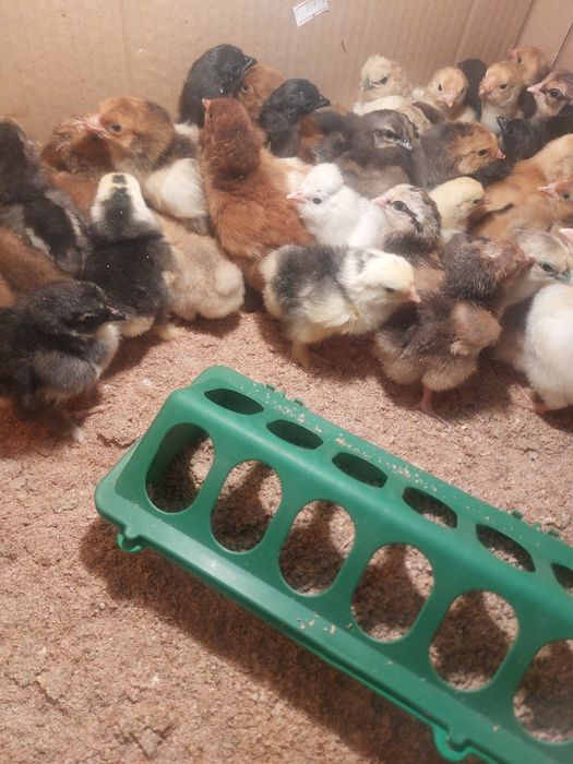 Продам цыплят ухейилюй, лакендази, марана кохинхина, сусекс порцелян