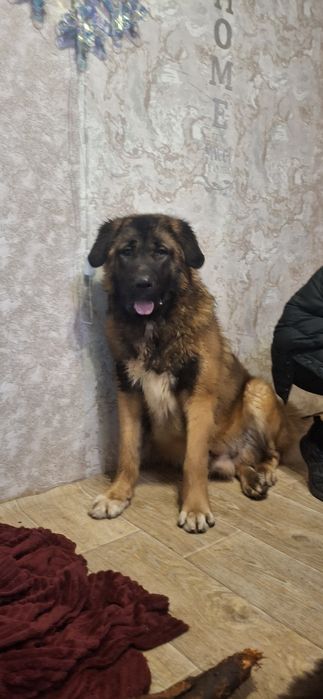 Каракачански кучета (мъжко и женско) на 12м.