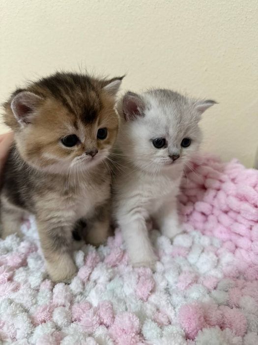 Вязка Британской шиншиллы