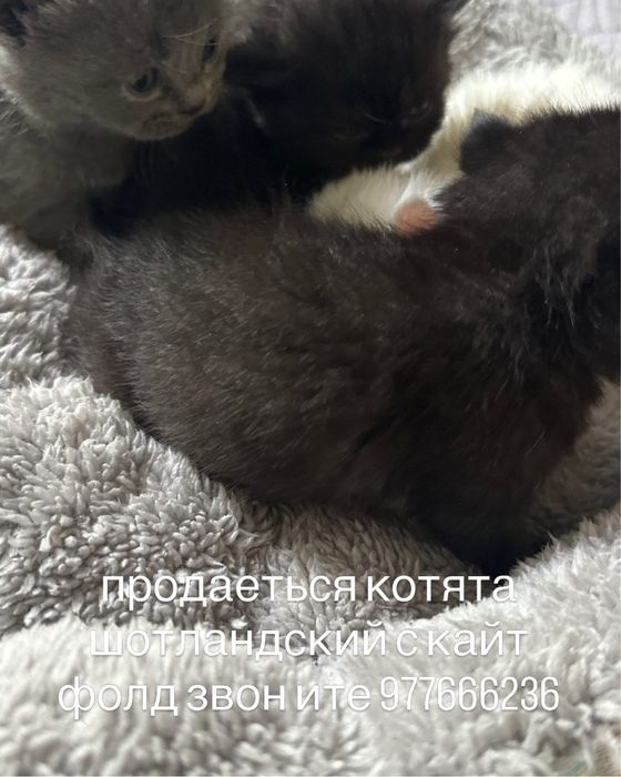 котята пародистой