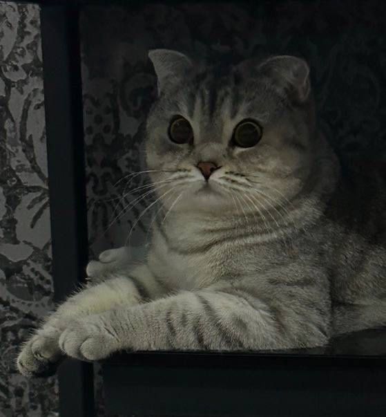 Продаётся кот. Шиншилла - Скотиш