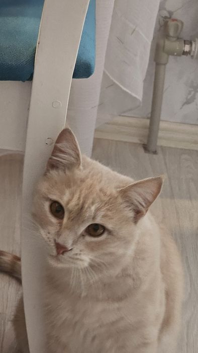 Отдам подростка котенка