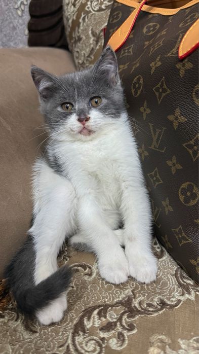 Скотиш страйт мальчик