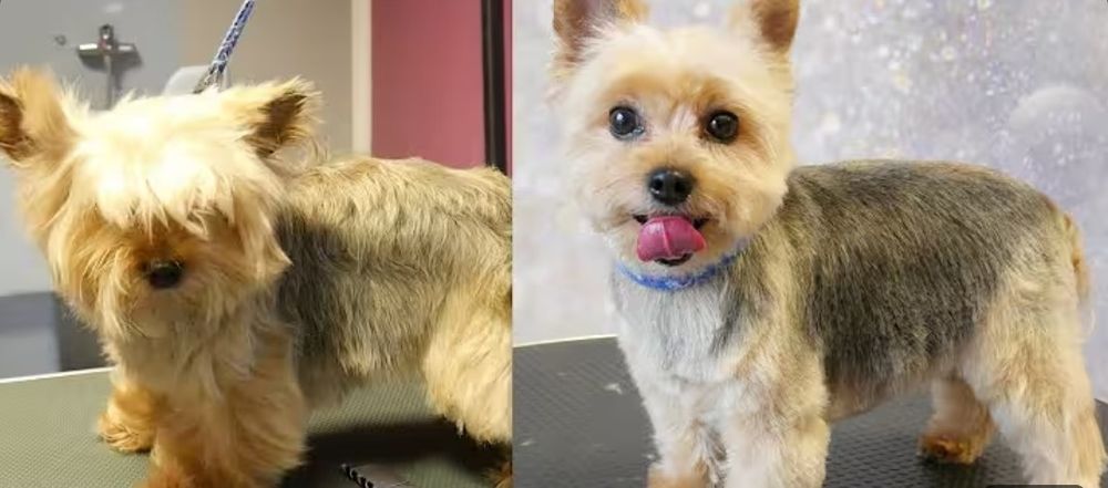 Frizerie Canină AYȘA 120 RON