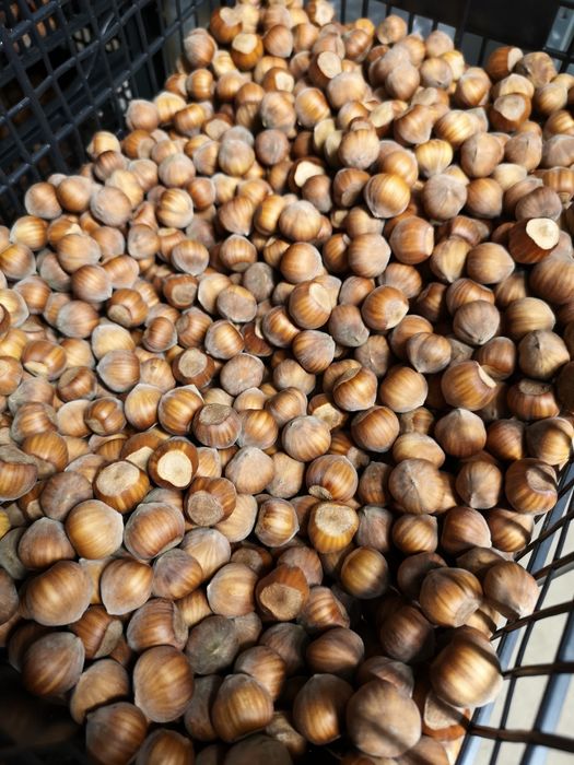 Alune de Padure Tonda Gentile Romana - Productie 2025