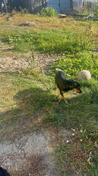 Отдам даром срочно Цвергпинчера не мини