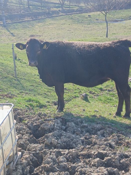 Vand 2 junici gestante