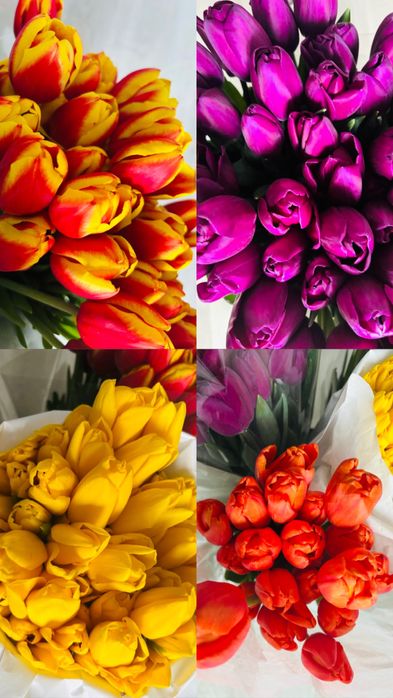 Тюльпаны отличного качества!