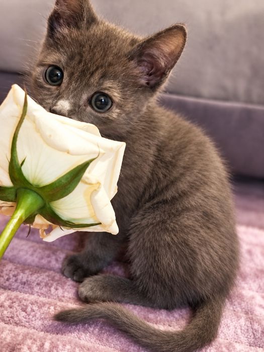 Котенок мальчик 2 месяца ищет себе семью