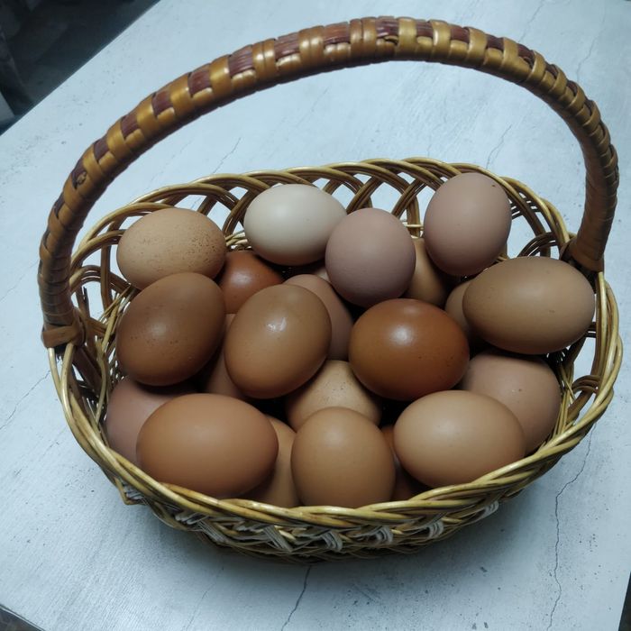 Куриное яйцо домашние