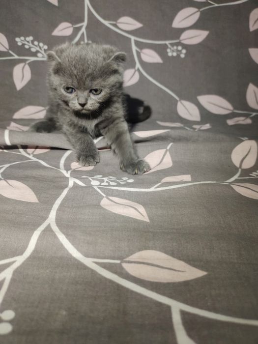 Котята пародистые 2 месяцев