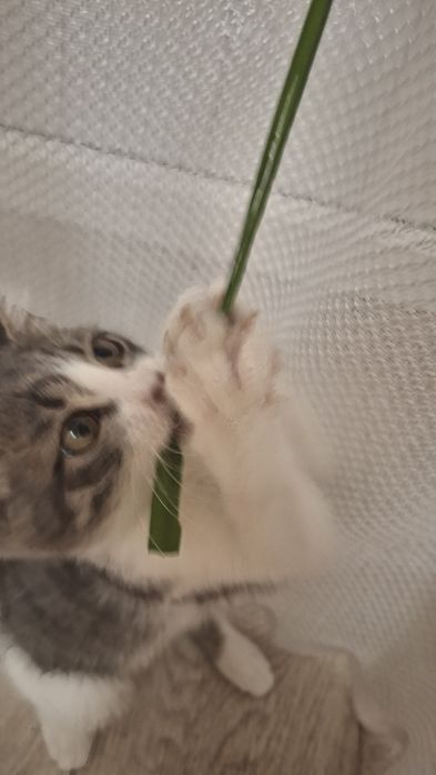 Срочно отдаётся котёнок мальчик!