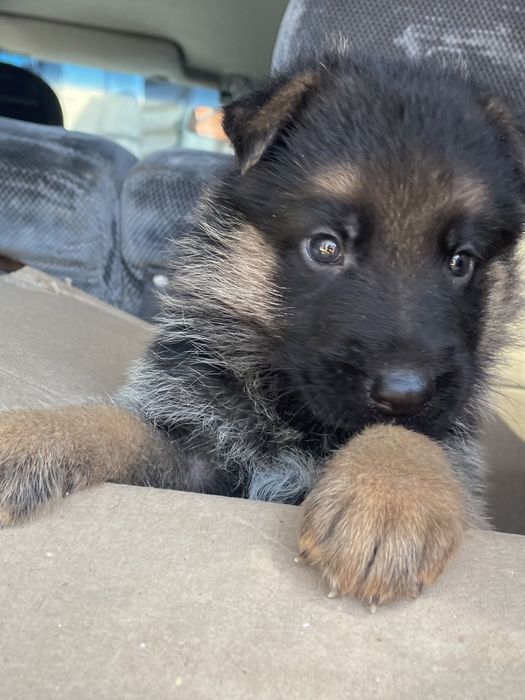 Щенки немецкой овчарки