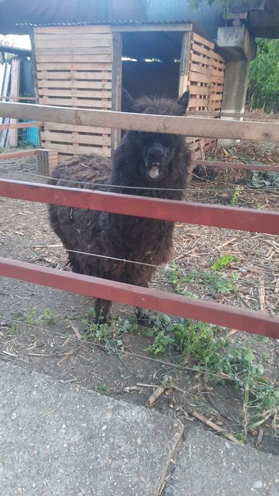 Mascul alpaca de vanzare