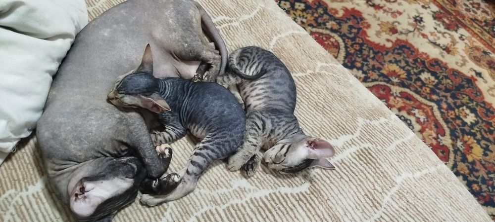 Котята сфинкс донские