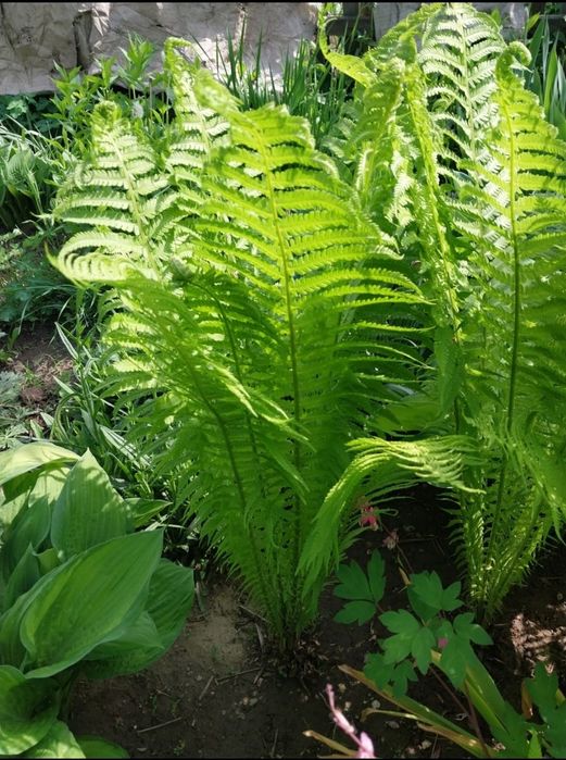 Папоротник продам для вашего сада