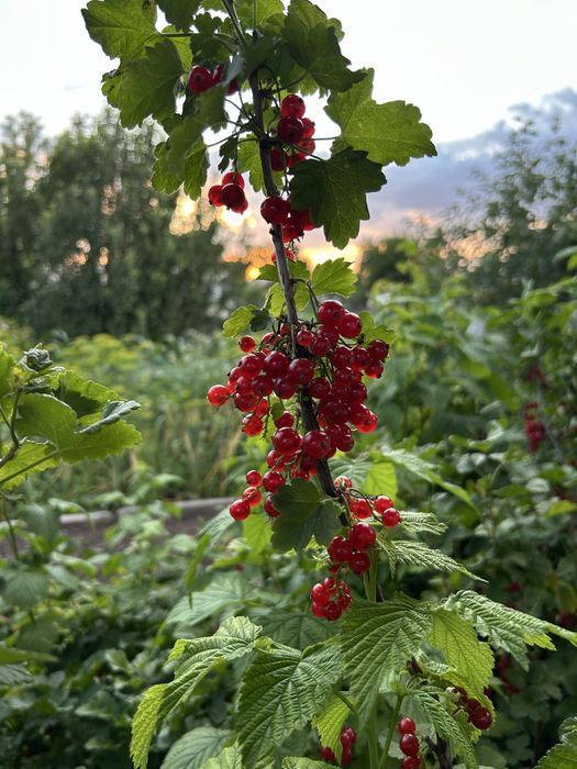 Продам ягоды (ирга, смородина)