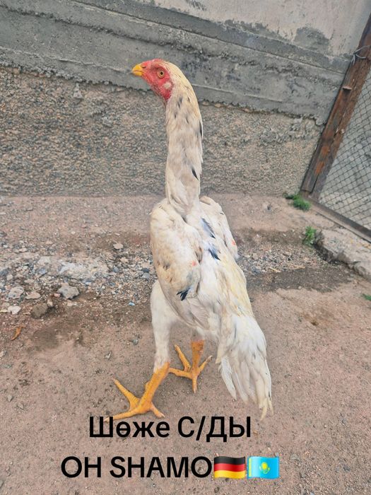 Продам молодняк ..