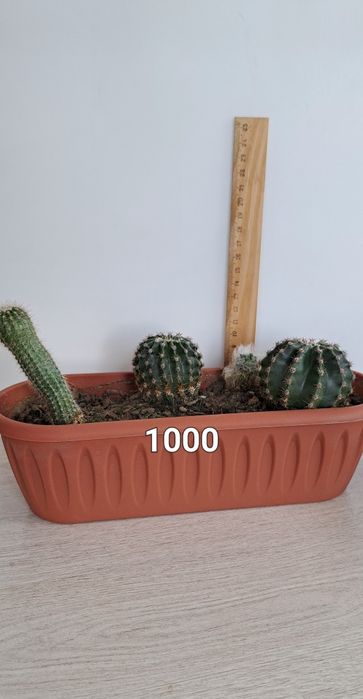 Распродажа кактусов(недорого)