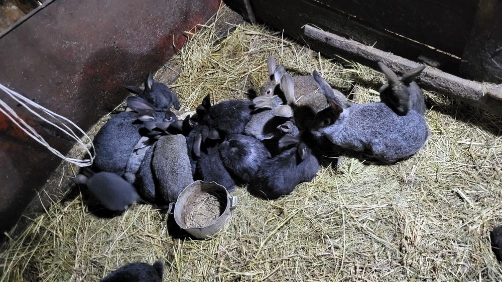 Продам кроликов...